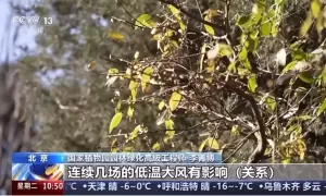 花提前开了！别高兴，地球生物钟正在剧烈波动