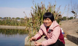 “水医生” 王丽卿教授用生态药方让15个西湖大小的水域重现碧波