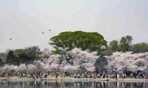 美丽北京｜玉渊潭樱花“正当时”