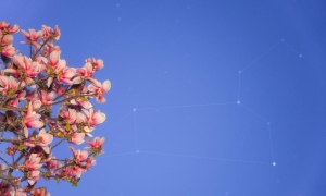 6日深夜至7日凌晨天宇“上线”趣味天象月掩轩辕十四