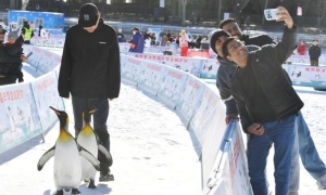 陶然亭冰雪嘉年华明起试营业，企鹅巡游、大象滑梯亮相