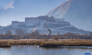 西藏：拉鲁湿地获“世界海拔最高的城市天然湿地”世界纪录认证