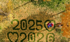 银杏落叶寄金陵 翩跹作画皆成景