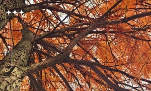 逛玩龙湾 | 新年开门迎盛装，龙湾这几处红杉已“燃”！