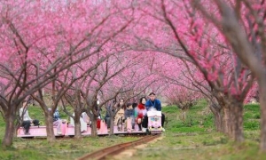 四川私藏仙境！青城山下这片梅林，雾天美到犯规