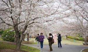 颜值爆表预警！顾村公园进入“高光时刻”，整个朋友圈都在等这一天