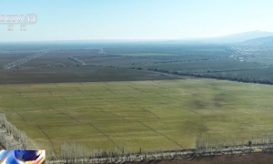 视频丨冬小麦田管进入关键期 专家“把脉问诊”促丰收