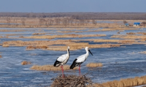 春日经济新图景｜鸟啼春晓，“观鸟经济”助燃春日消费