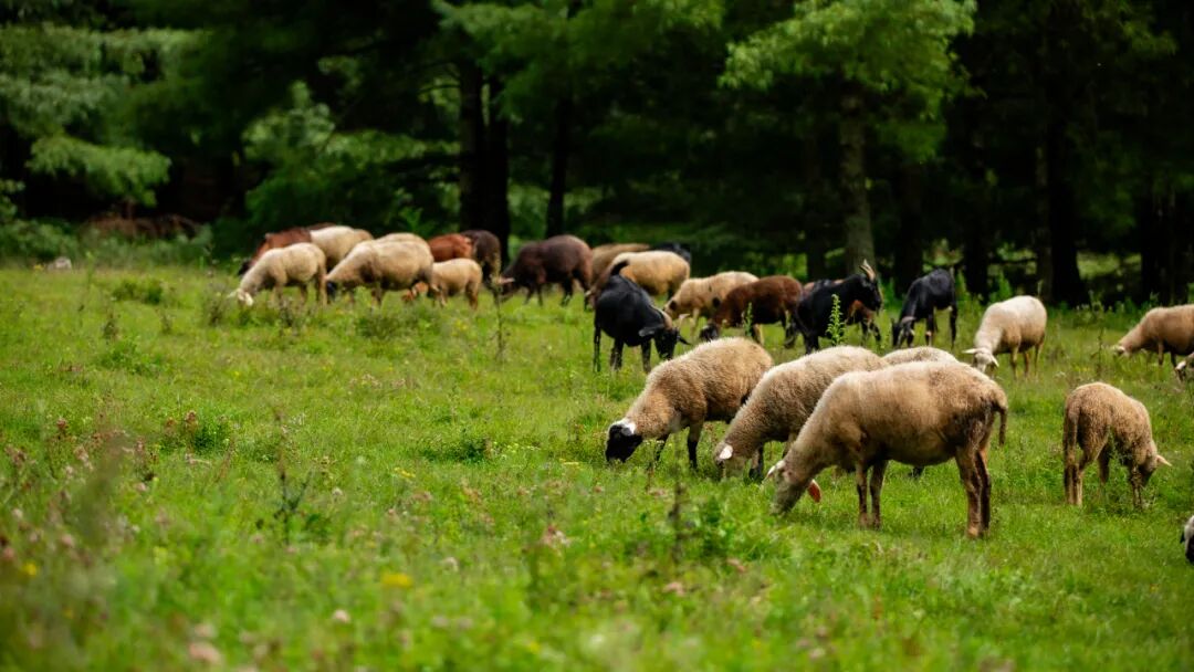 徒步火山村只有村民知晓的森林草甸