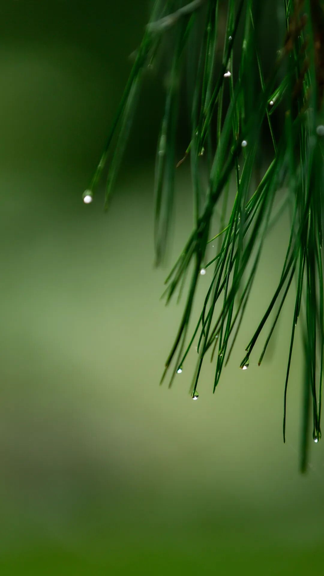 徒步火山村只有村民知晓的森林草甸