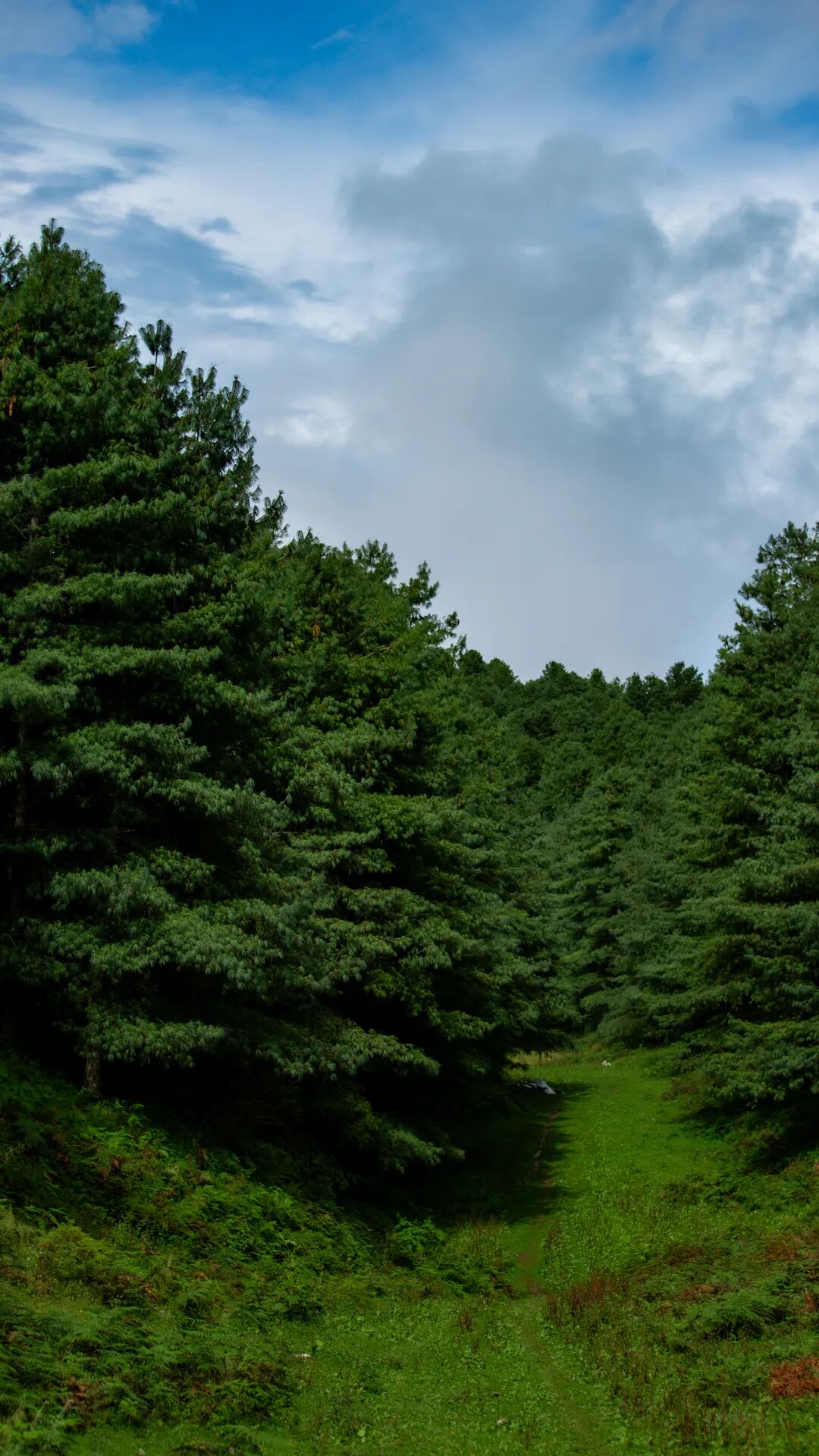 徒步火山村只有村民知晓的森林草甸