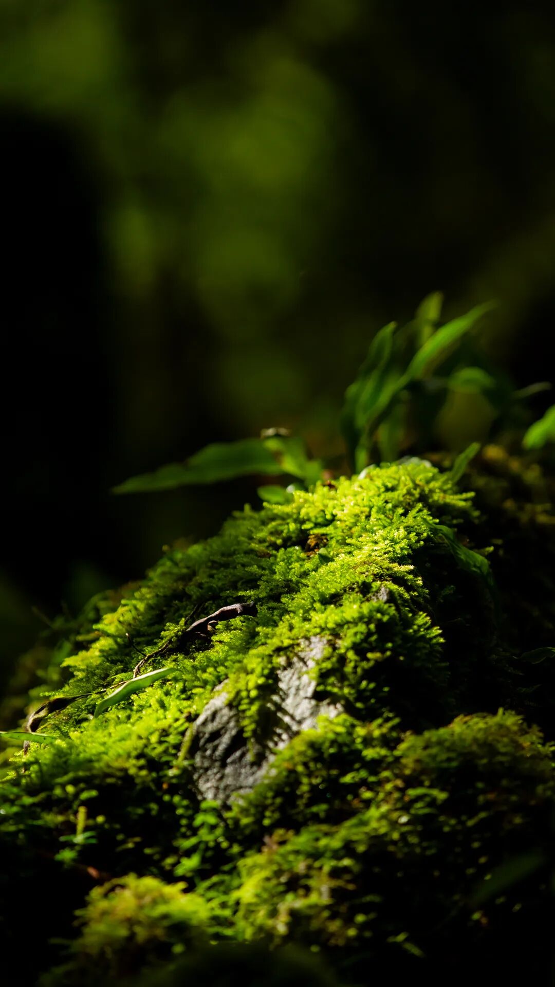 徒步火山村只有村民知晓的森林草甸