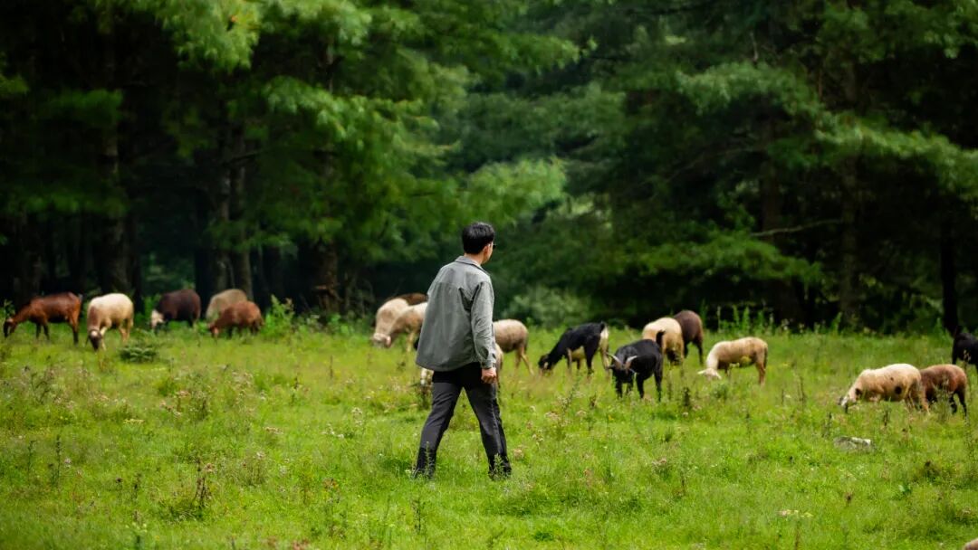 徒步火山村只有村民知晓的森林草甸
