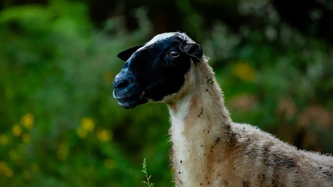 徒步火山村只有村民知晓的森林草甸
