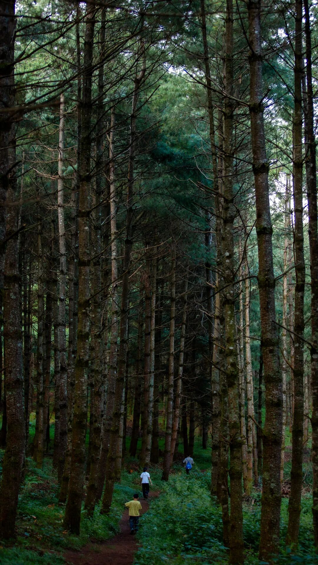徒步火山村只有村民知晓的森林草甸