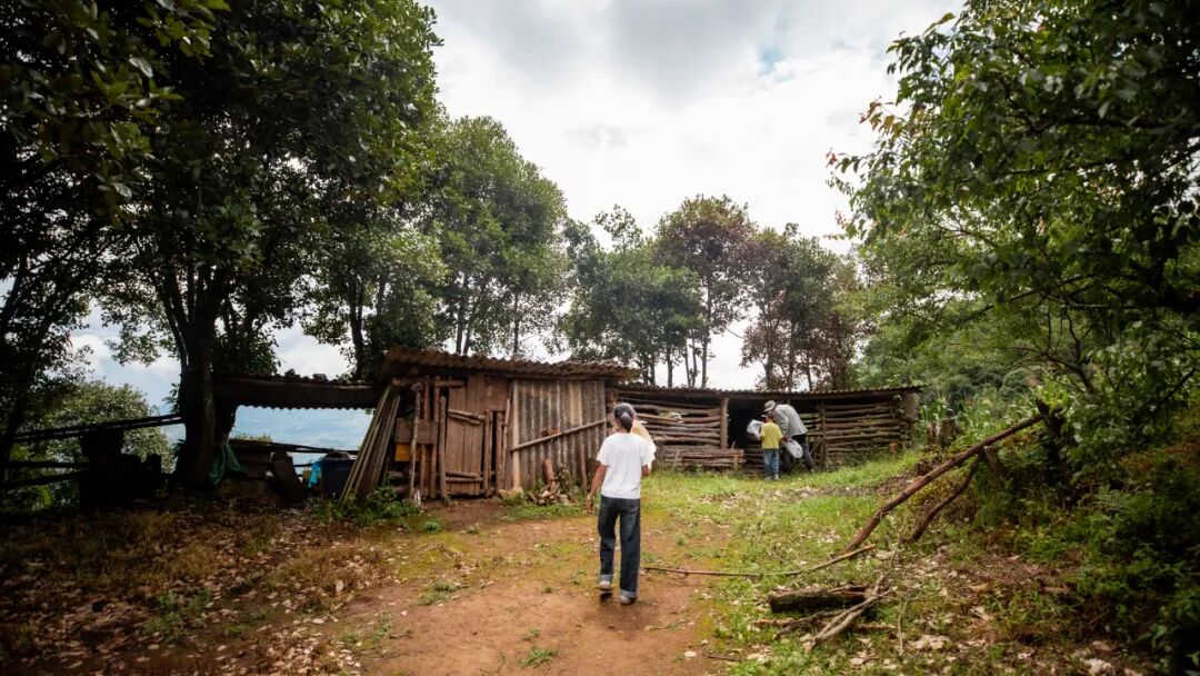 徒步火山村只有村民知晓的森林草甸