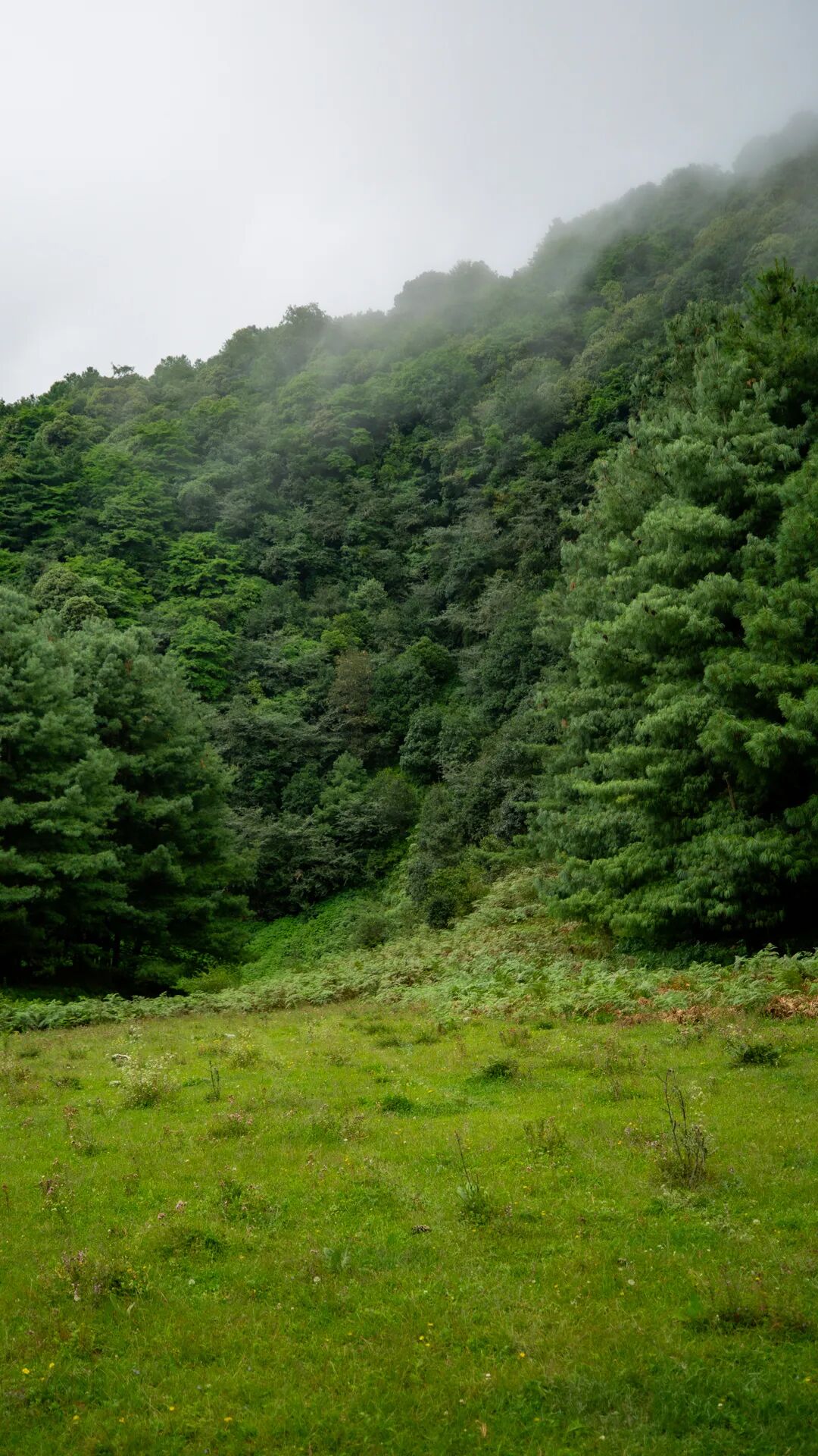 徒步火山村只有村民知晓的森林草甸