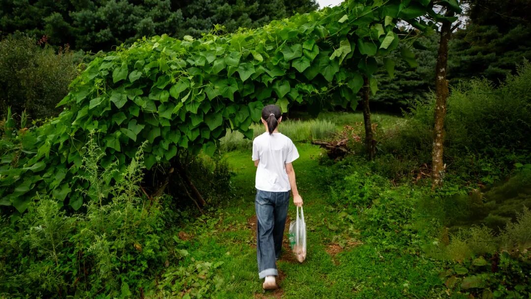徒步火山村只有村民知晓的森林草甸