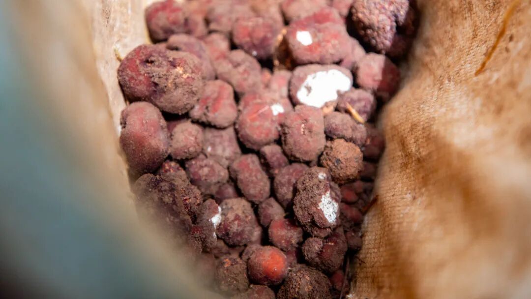 徒步火山村只有村民知晓的森林草甸