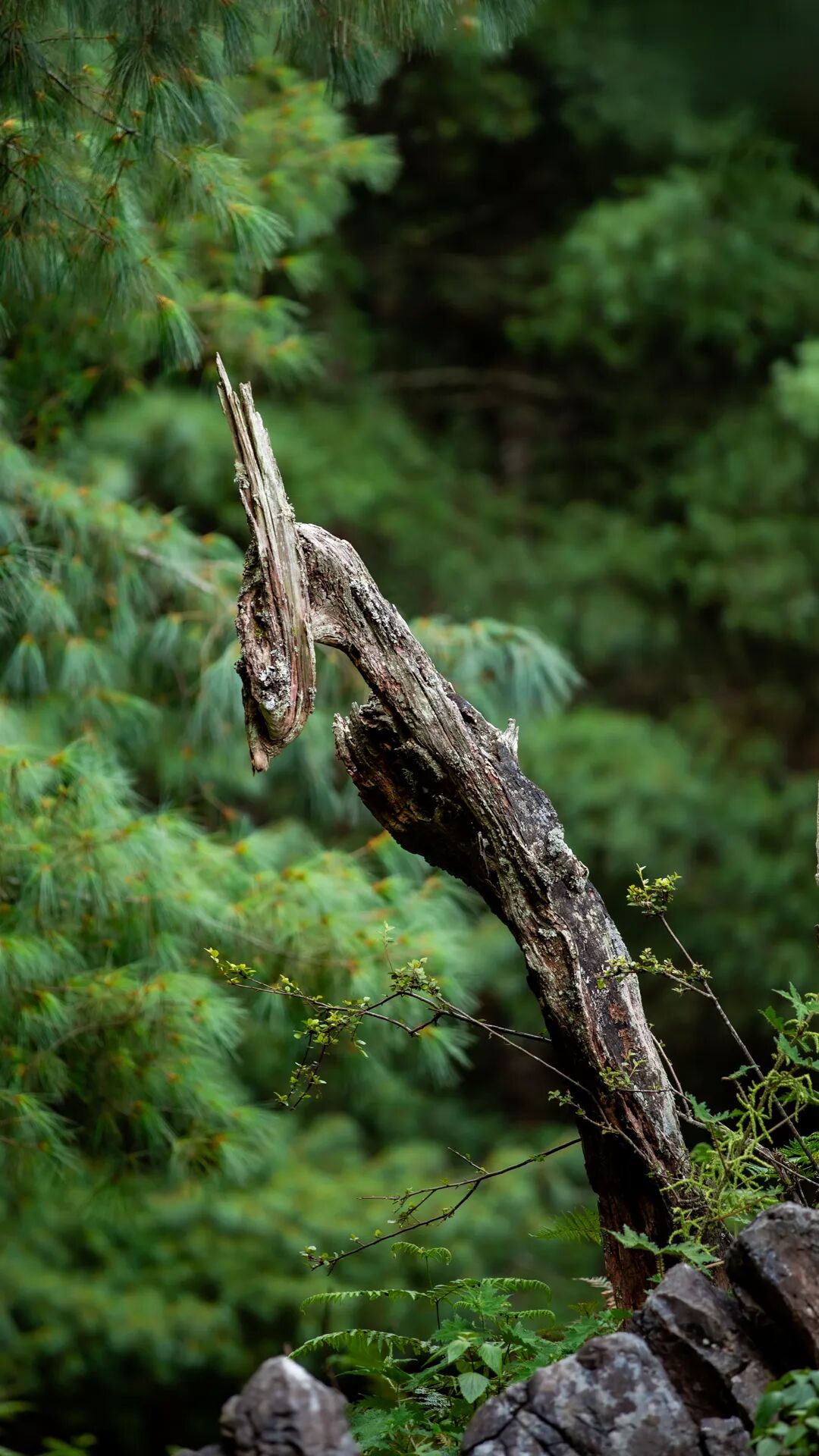 徒步火山村只有村民知晓的森林草甸