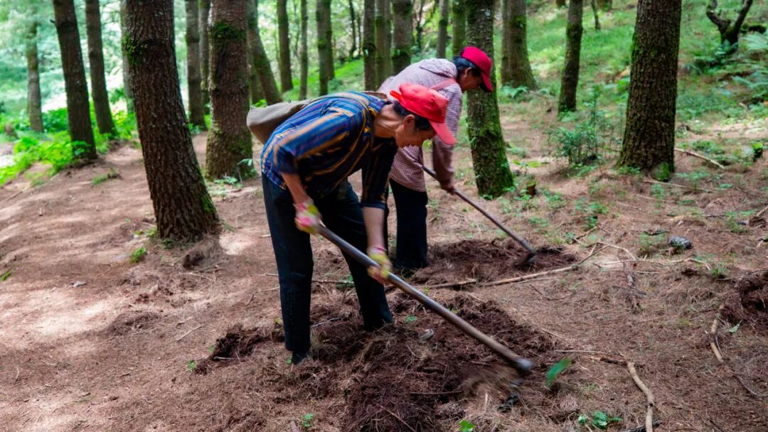 徒步火山村只有村民知晓的森林草甸
