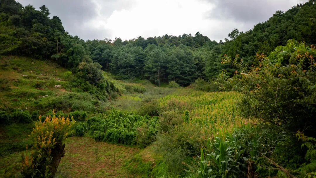 徒步火山村只有村民知晓的森林草甸