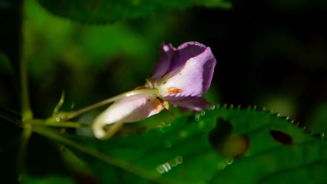 徒步火山村只有村民知晓的森林草甸