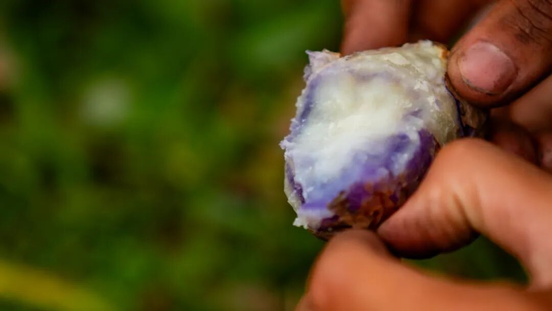 徒步火山村只有村民知晓的森林草甸