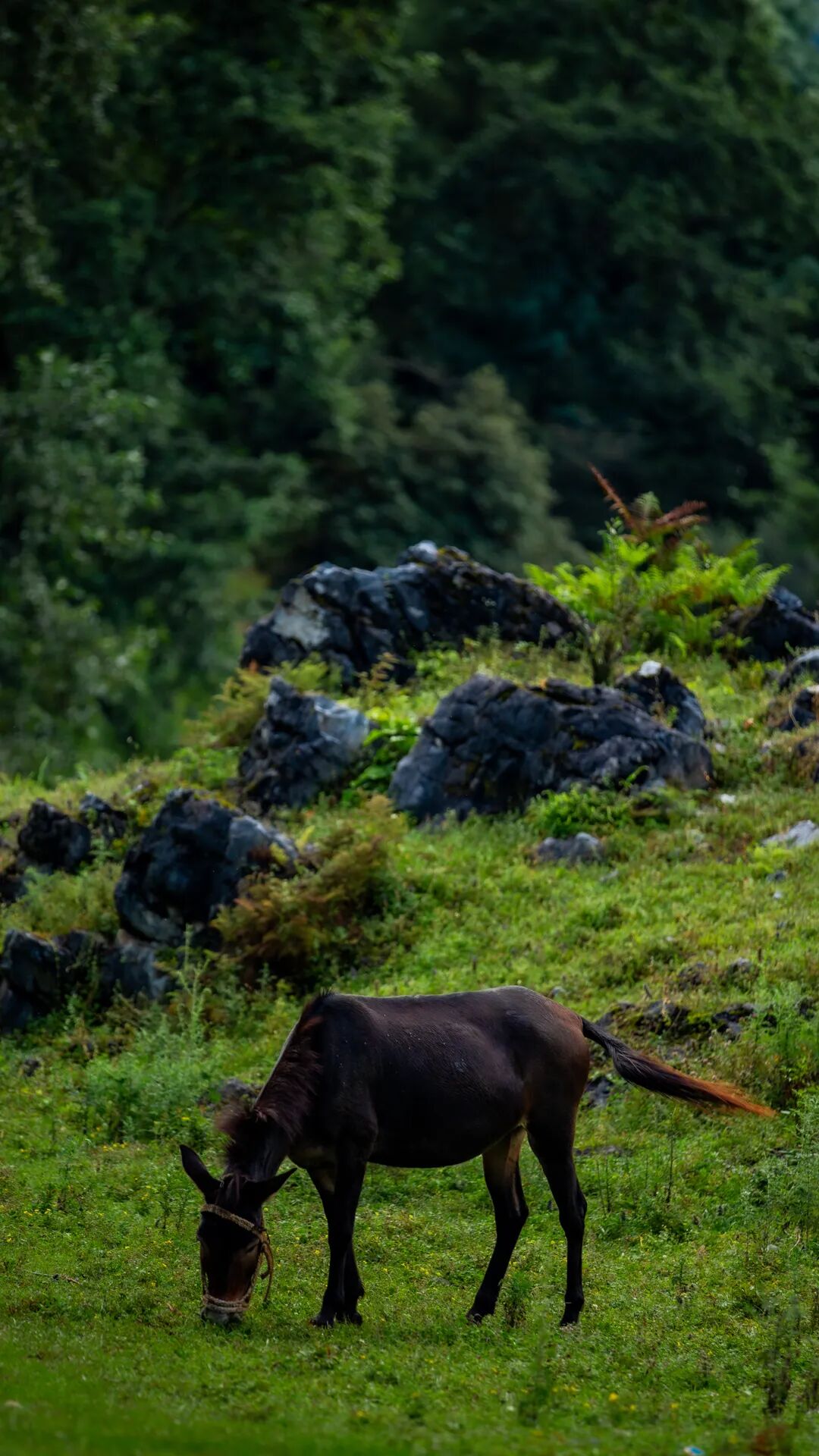 徒步火山村只有村民知晓的森林草甸