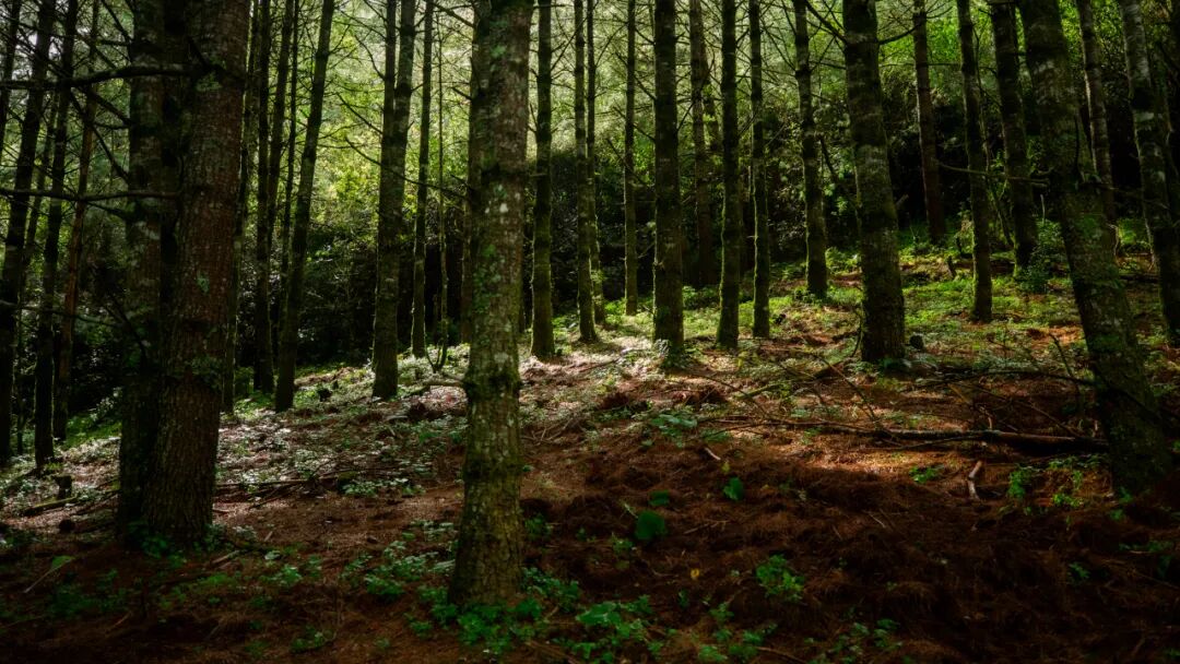 徒步火山村只有村民知晓的森林草甸