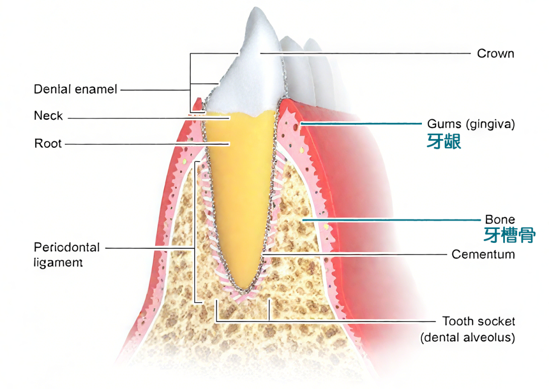 牙缝里那块肉悄悄没了，为啥再也长不回来？可能和你每天做的事有关