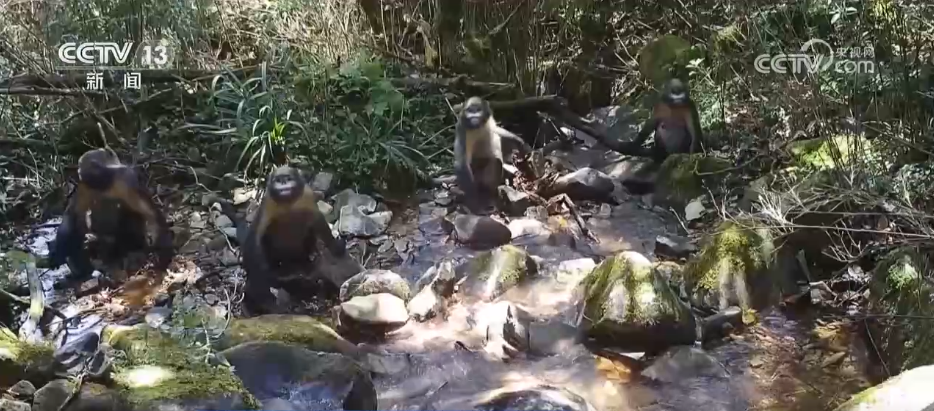 国家公园法颁布实施有何重要意义？来看专家解读