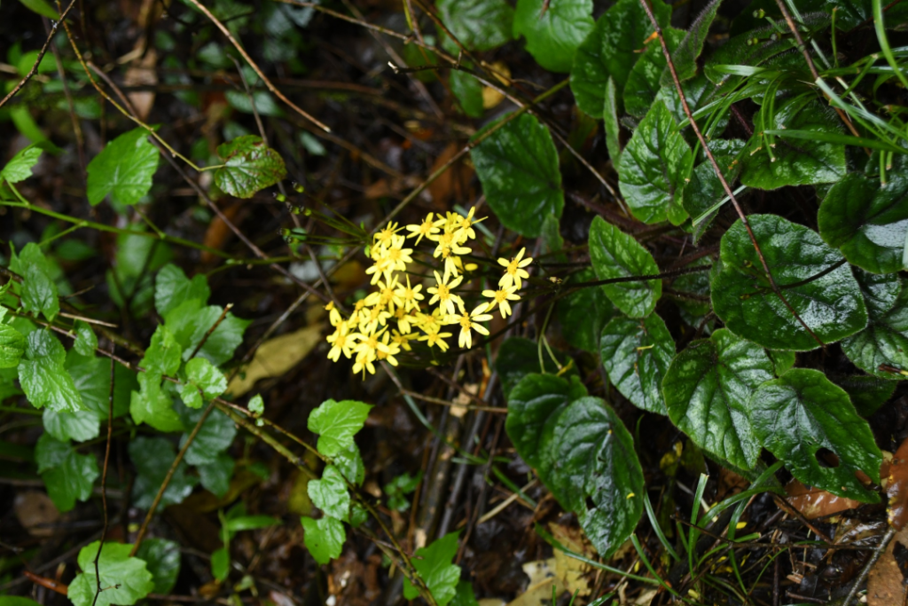 四川发现蒲儿根属新种——雅安蒲儿根