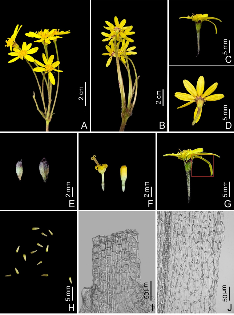 四川发现蒲儿根属新种——雅安蒲儿根
