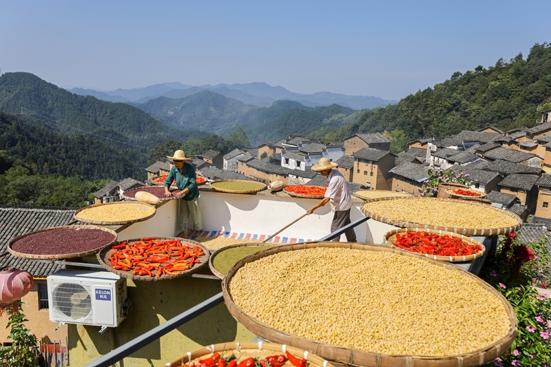 安徽歙县：土楼晒秋