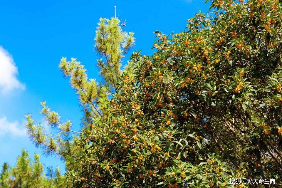 商丘火神台景区开启秋日浪漫篇章