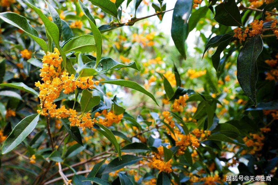 商丘火神台景区开启秋日浪漫篇章