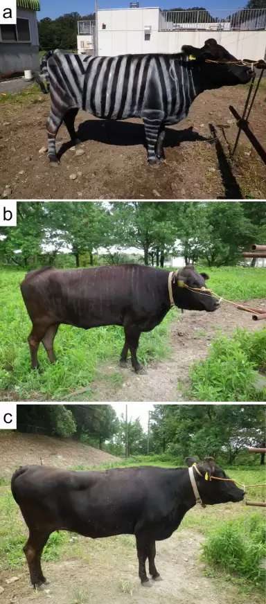 今年的搞笑诺贝尔奖味太冲了