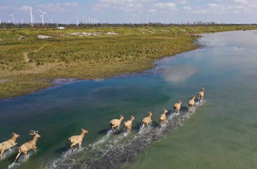 从39头增至8500余头！中国复壮全球最大麋鹿基因库