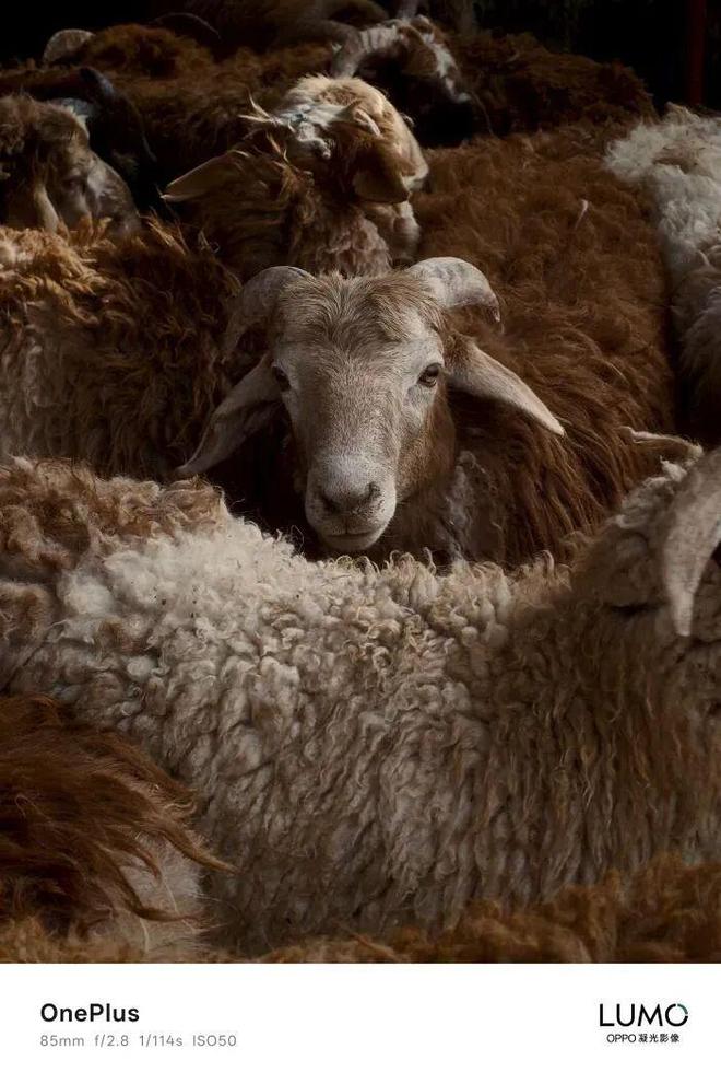 一加15真机亮相