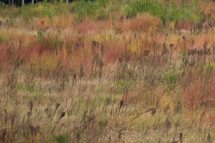 佳能EOS R7实拍体验