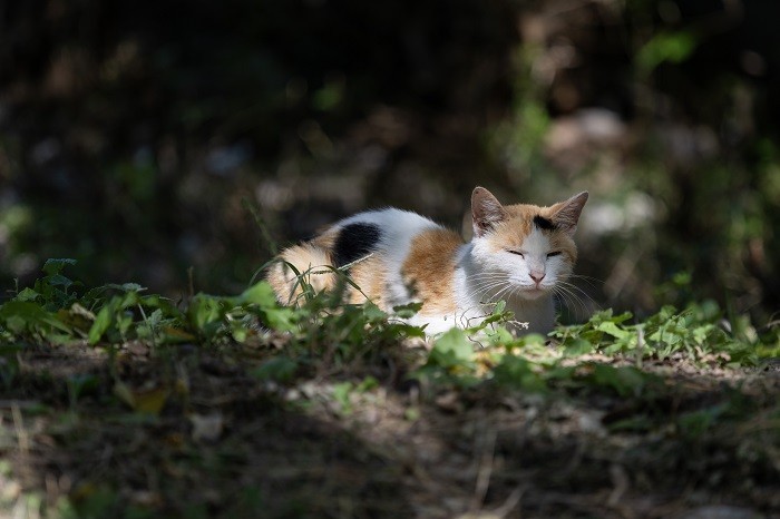 佳能EOS R7实拍体验