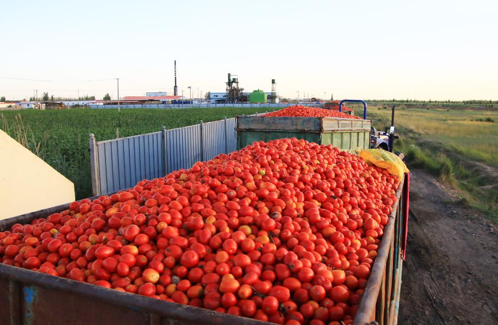 河套平原的秋“红”了