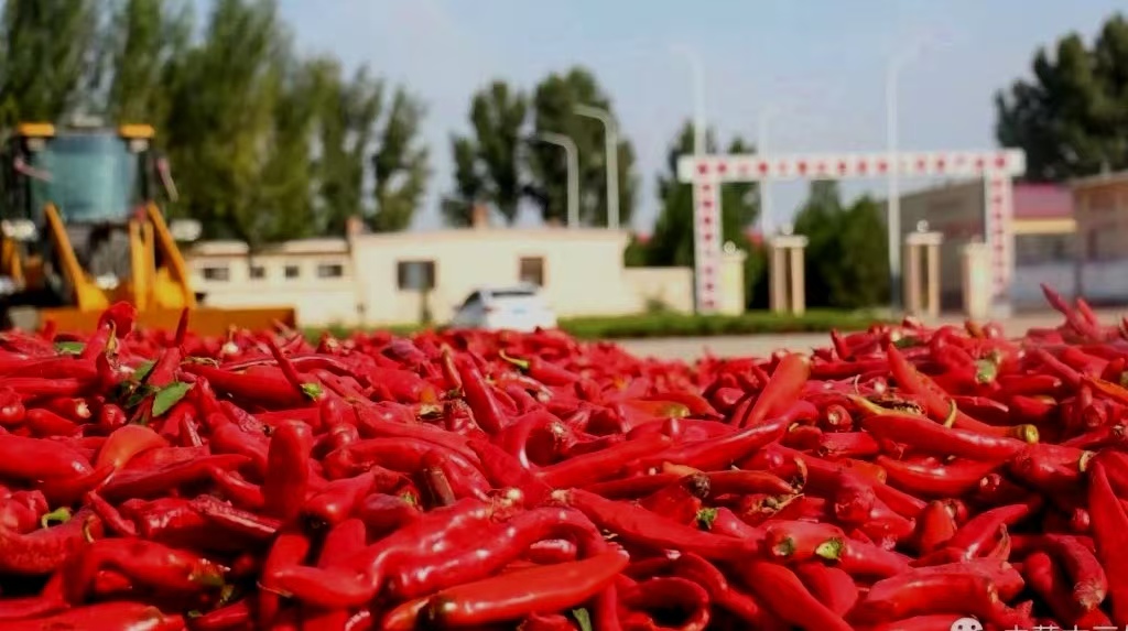 河套平原的秋“红”了