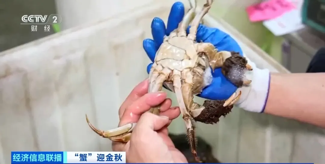 “挑蟹师”职业近期缺口大