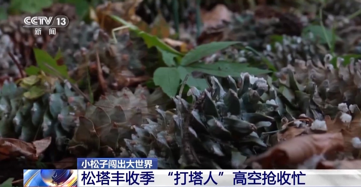 全球松子产业之都！