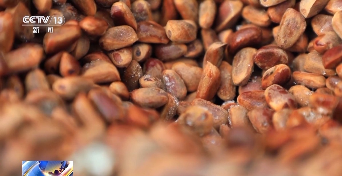 全球松子产业之都！