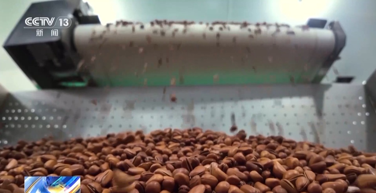 全球松子产业之都！