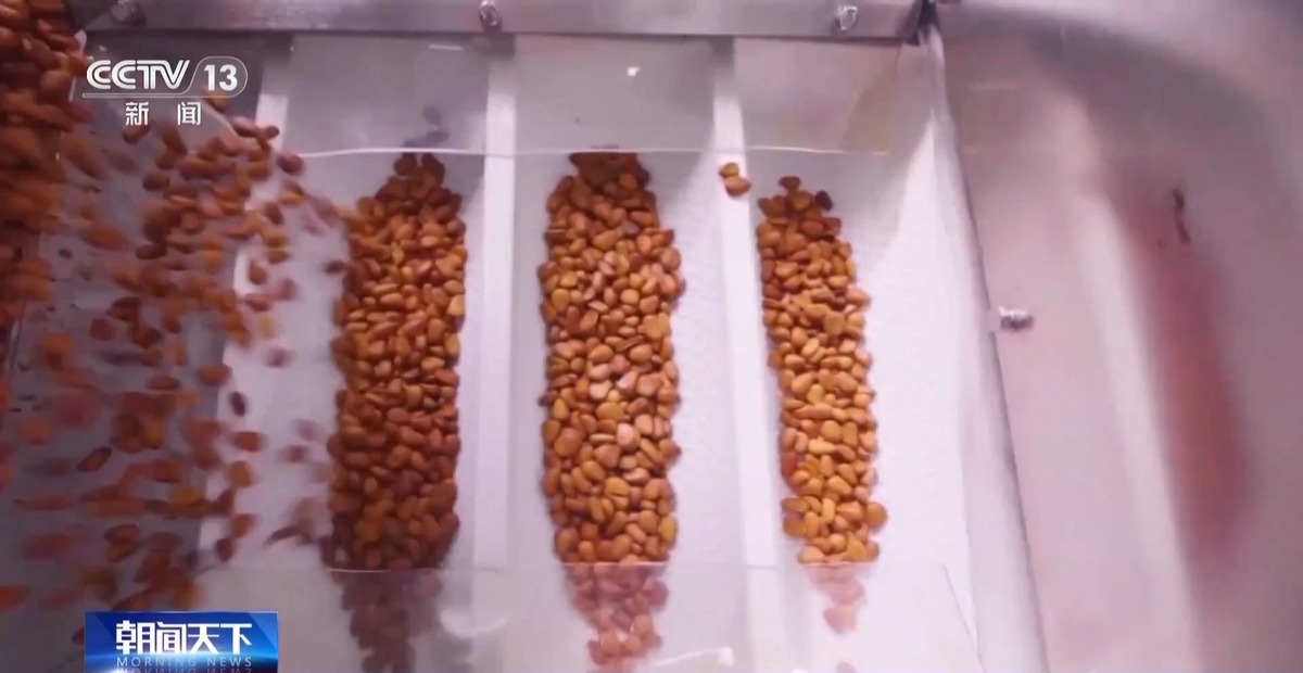 全球松子产业之都！