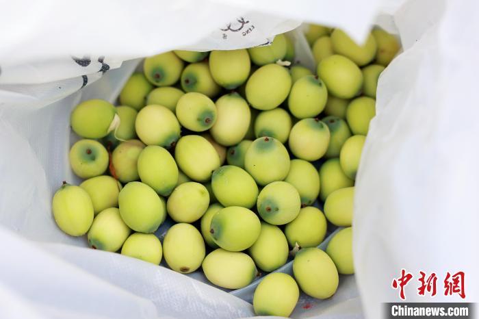 寒露过后，饮食养生如何兼顾防燥与御寒？